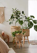 Trio Plant Set