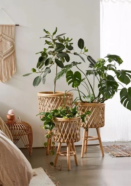 Trio Plant Set