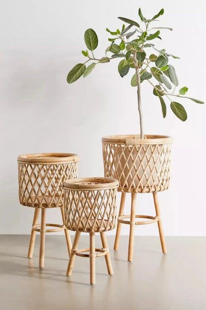Trio Plant Set